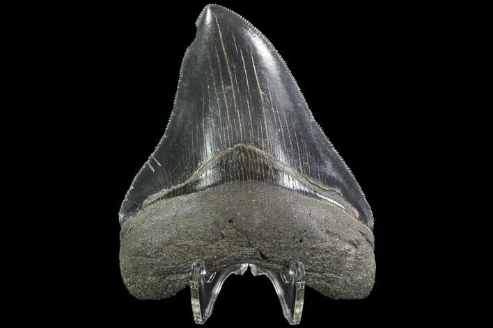 Serrated, Fossil Megalodon Tooth - Georgia #90761